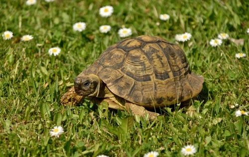 Keeping Tortoise