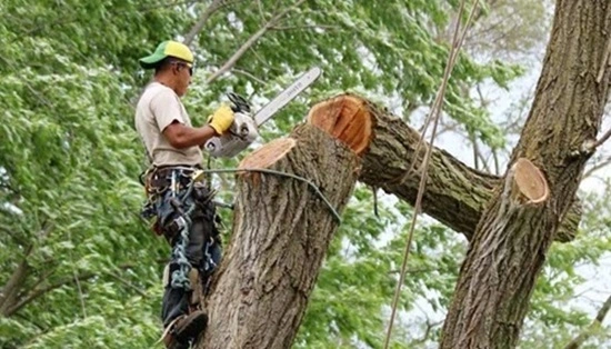 Law Against Cutting Trees