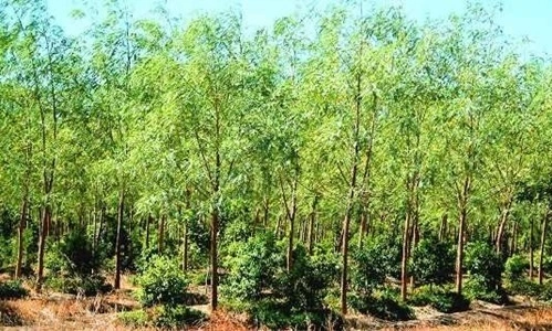 Grow Sandalwood